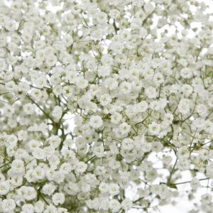 Baby's Breath Seeds | Non-GMO | Free Shipping | Seed Store | 1275