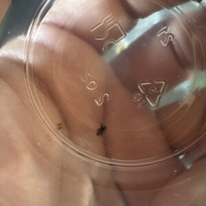 Regal  Baby Jumping Spiders