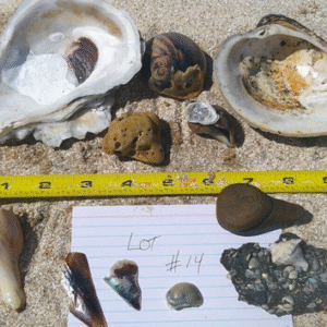 Lot #14 set of rare and unique beach finds! (description below)