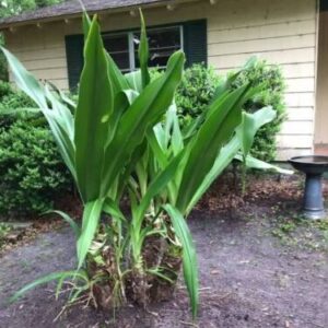 White Colosal Crinum Asiaticum | Unique Find | Rare | 1 Plant 4in Pot